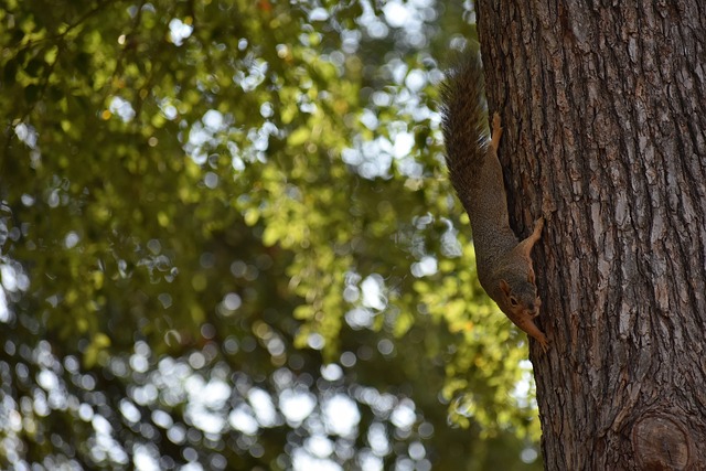 NBA 3月30日红黑榜：湖人三巨头惊艳表现，灰熊小贾伦假摔暴露无遗！.
