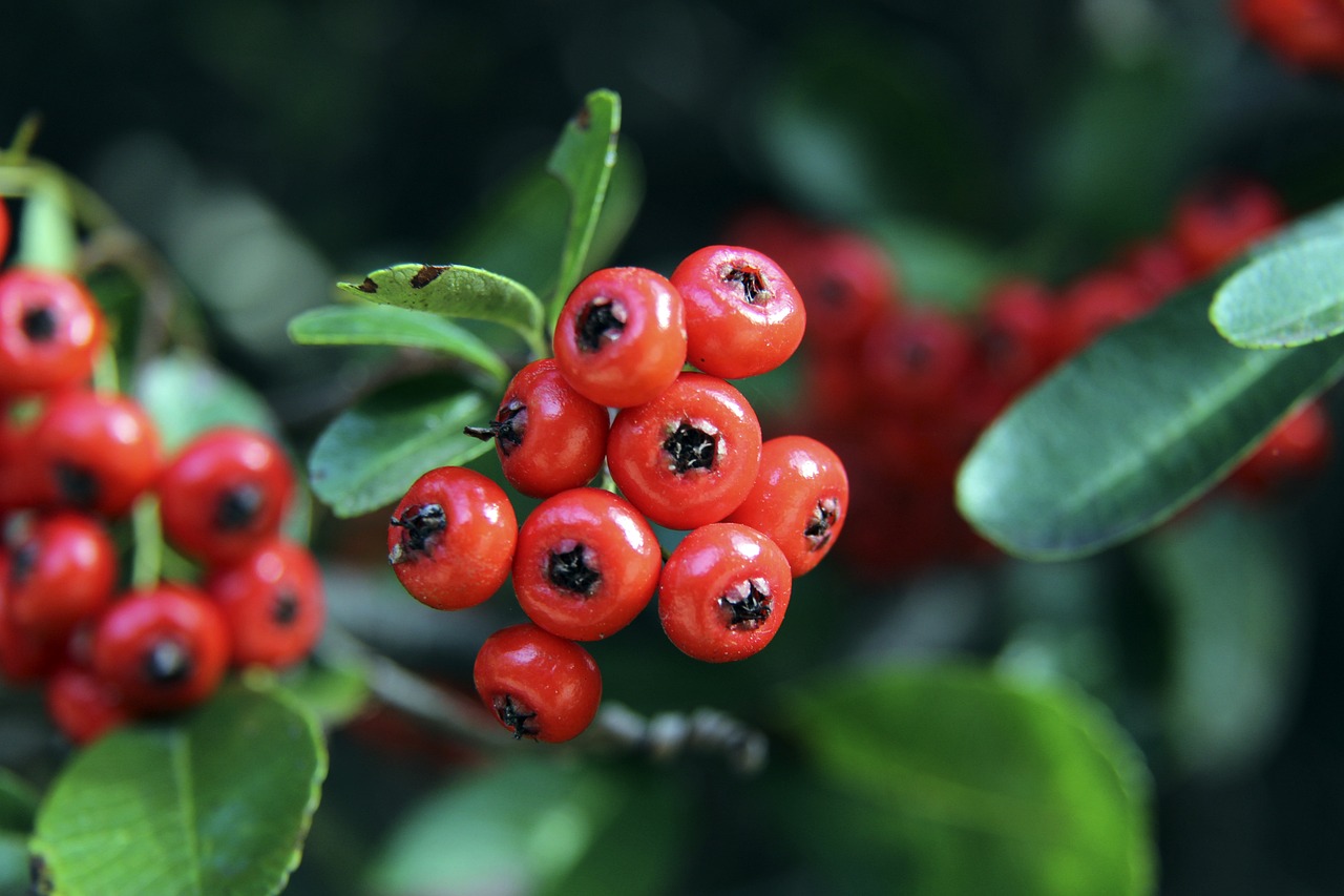 使中國成為 使中國成為